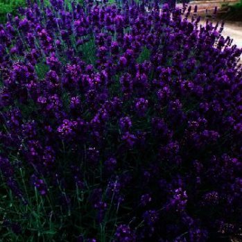 Zeer geliefd om zijn geurende bladeren en bloemen. Compact groeiend struikje met grijsgroen loof, ook in de winter. 11 cm potten zijn 3x getopt , en zijn 15-25 cm hoog. Zeer geliefd om zijn geurende bladeren en bloemen. Compact groeiend struikje met grijsgroen loof, ook in de winter. 11 cm potten zijn 3x getopt , en zijn 15-25 cm hoog.