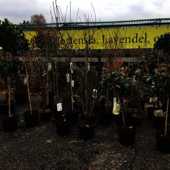 vele soorten heesters op stam voor kleine prijzen,vanaf 7,95 vele soorten heesters op stam voor kleine prijzen,vanaf 7,95