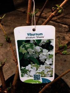 Viburnum "Shasta is lang en rijkbloeiend, ideaal voor border.