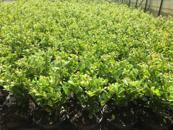 ILEX crenata Caroline Upright is een van de mooiste ilex soorten..