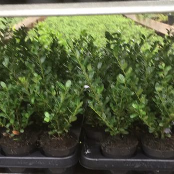 Ilex crenata Caroline Upright lijkt het meest op buxus