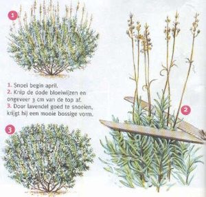 lavendel snoeien