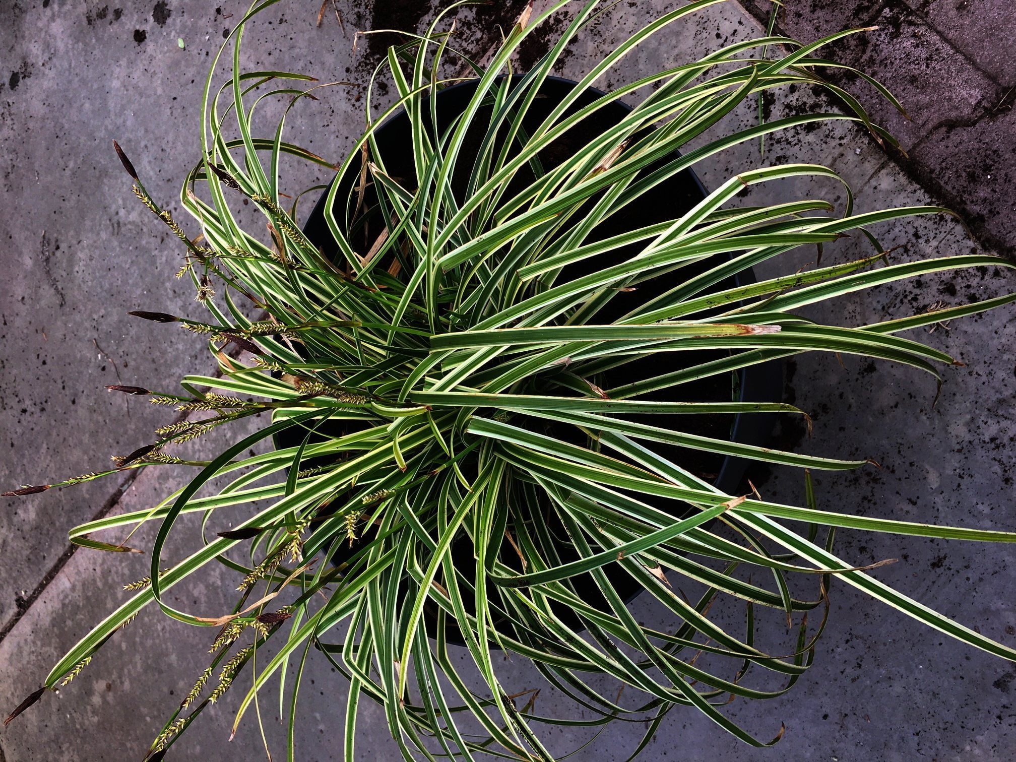 Carex morrowii "Ice Dance" - groenwitte zegge - Afbeelding 4