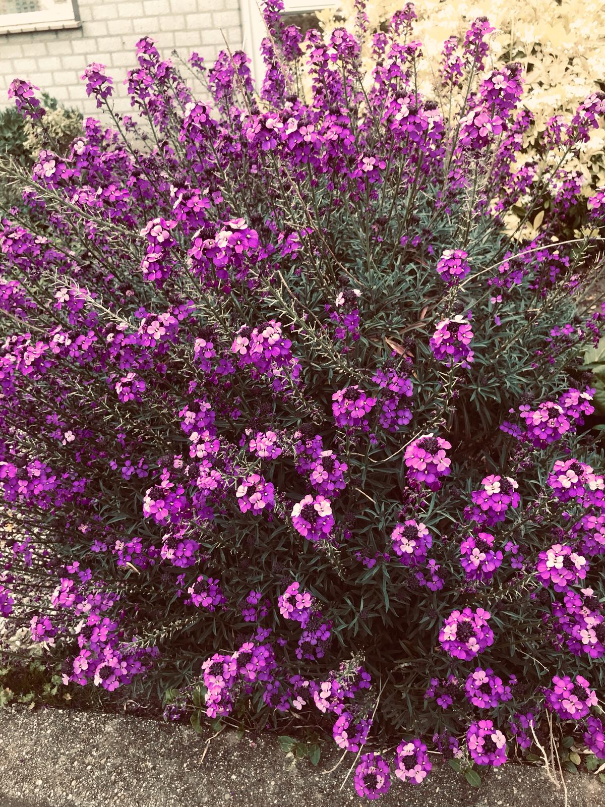 Erysimum hybride 'Bowles Mauve' - muurbloem- bloeit 9 maanden - Afbeelding 7