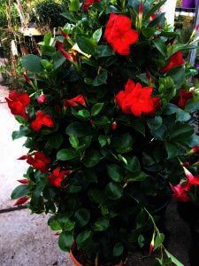 Dipladenia is zeer lang bloeiend tot de eerste vorst toe.