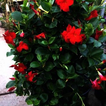 Dipladenia is zeer lang bloeiend tot de eerste vorst toe. Dipladenia is zeer lang bloeiend tot de eerste vorst toe.