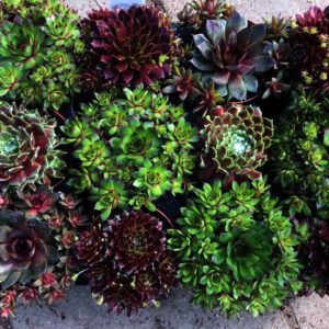 Groenblijvende Sempervivum in diverse kleuren