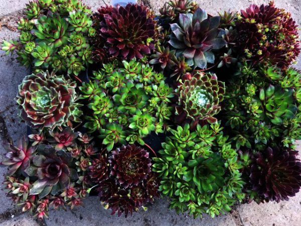 Groenblijvende Sempervivum in diverse kleuren