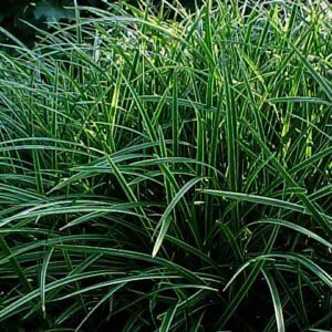 Carex morrowii "Ice Dance" een van de populairste siergrassen .