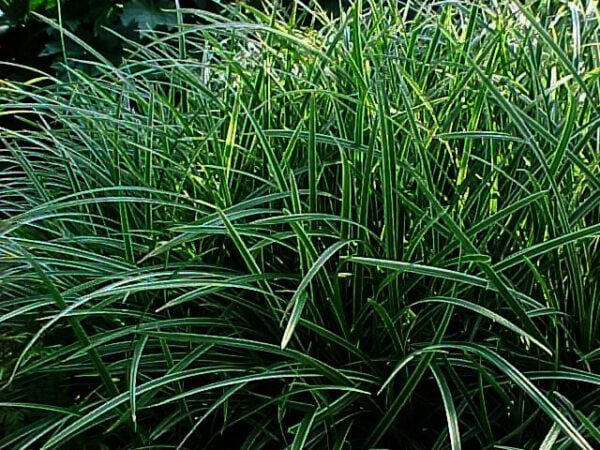 Carex morrowii "Ice Dance" een van de populairste siergrassen .