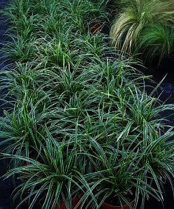 Carex morrowii "Ice Dance" een van de populairste siergrassen .