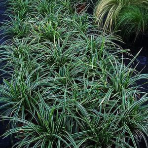 Carex morrowii "Ice Dance" een van de populairste siergrassen .