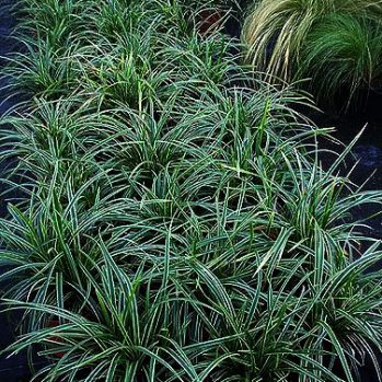 Carex morrowii "Ice Dance" een van de populairste siergrassen . Carex morrowii "Ice Dance" een van de populairste siergrassen .