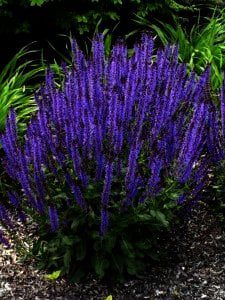 Salvia nemorosa Caradonna is rijk en lang bloeiend