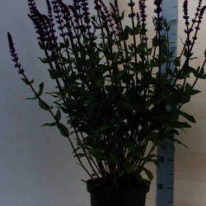 Salvia nemorosa Caradonna is rijk en lang bloeiend