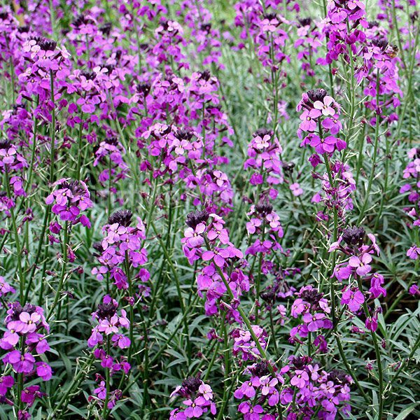 Erysimum Bowles Mauve ,deze steenraket bloeit van maart tot november