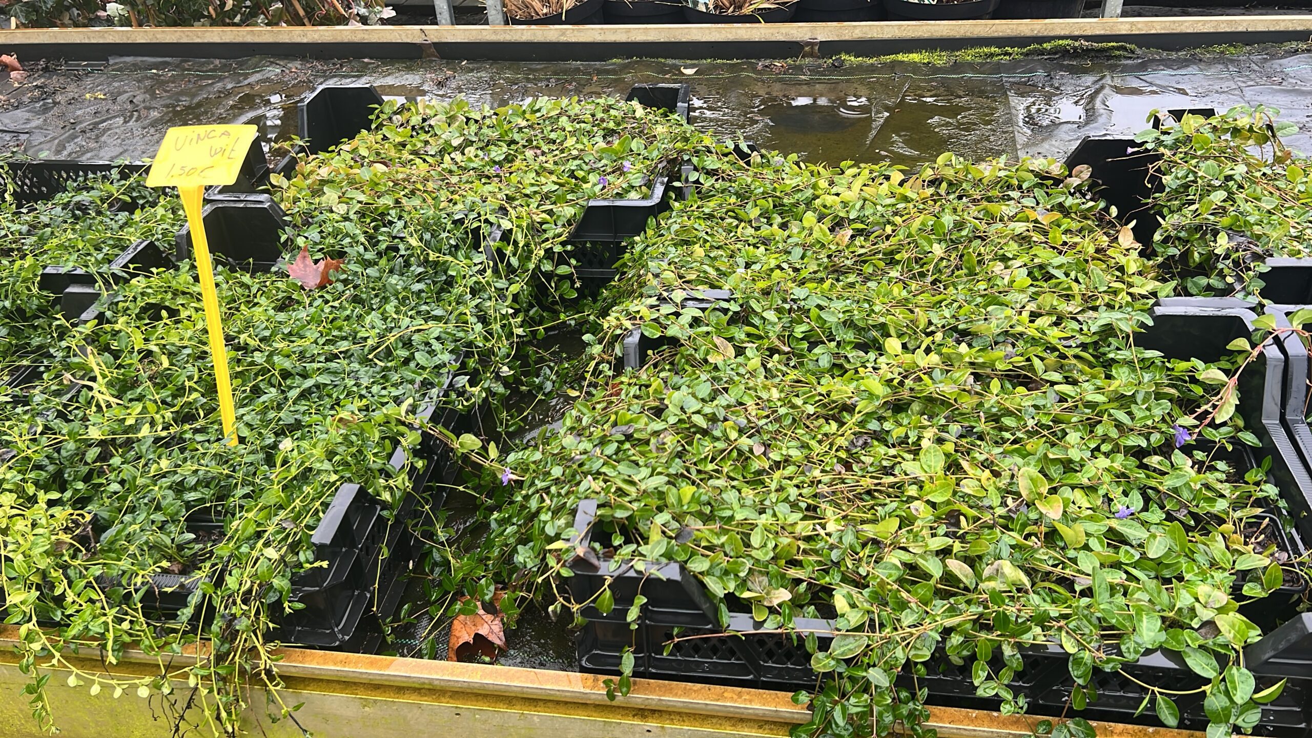 Vinca minor-blauwe maagdepalm - Afbeelding 4