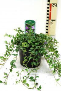 Vinca minor , volle potten , in diverse kleuren