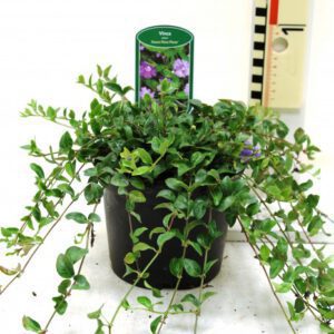 Vinca minor , volle potten , in diverse kleuren