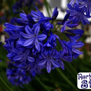Winterharde Agapanthus , intenseblauwe kleur