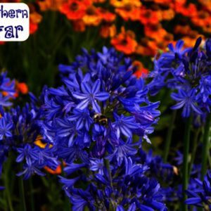 Winterharde Agapanthus , intenseblauwe kleur