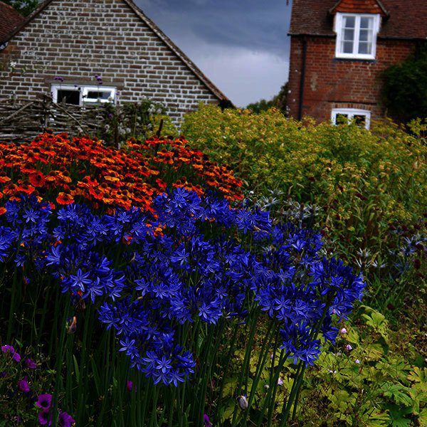 Winterharde Agapanthus , intense blauwe kleur