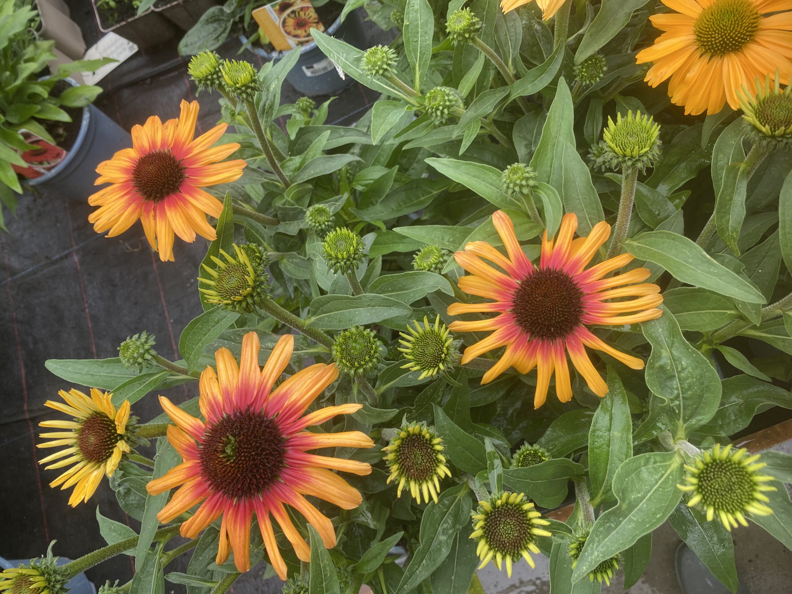 Echinacea - zonnehoed in 5-10 kleuren - Afbeelding 14