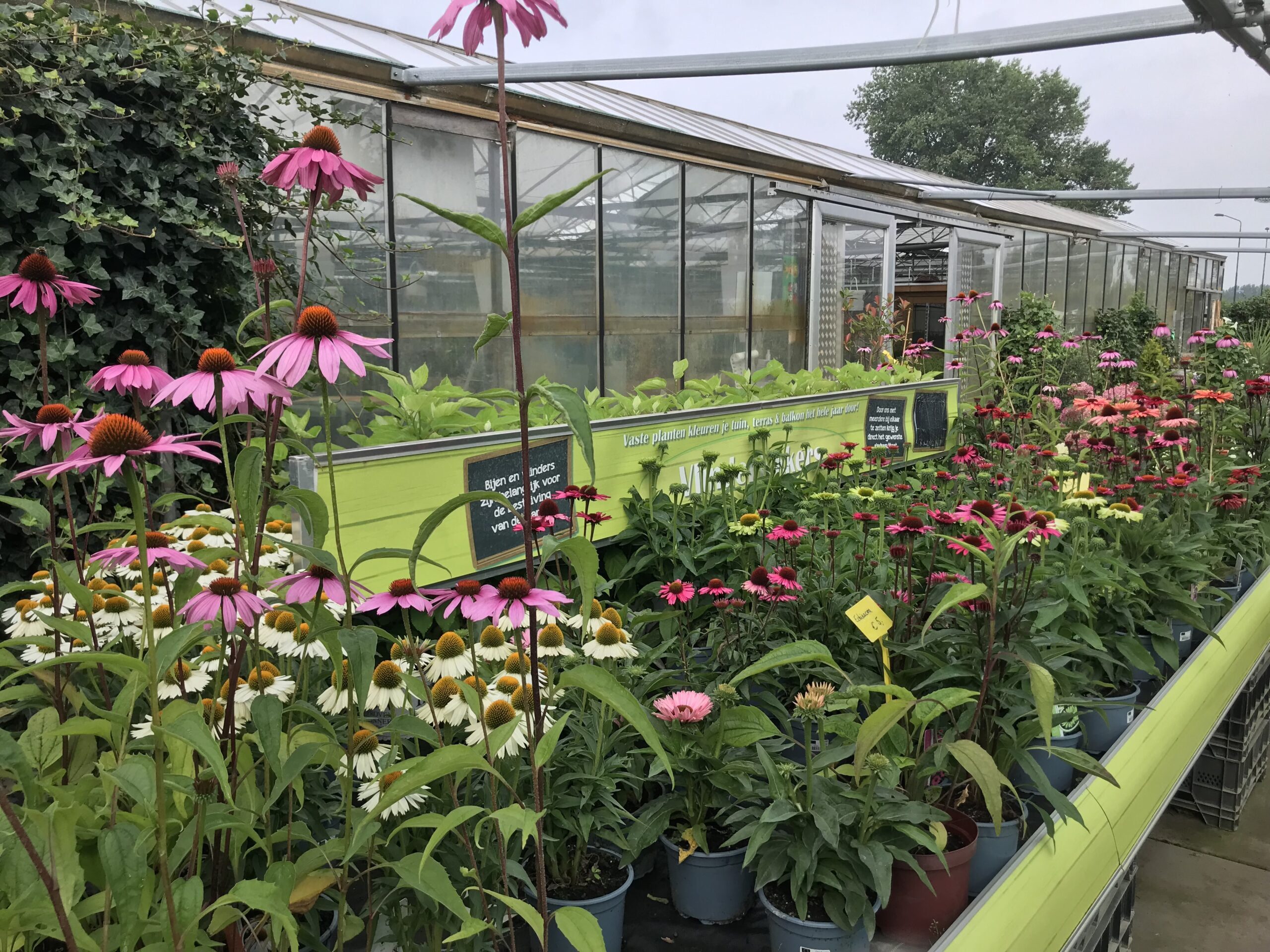 Echinacea - zonnehoed in 5-10 kleuren - Afbeelding 9