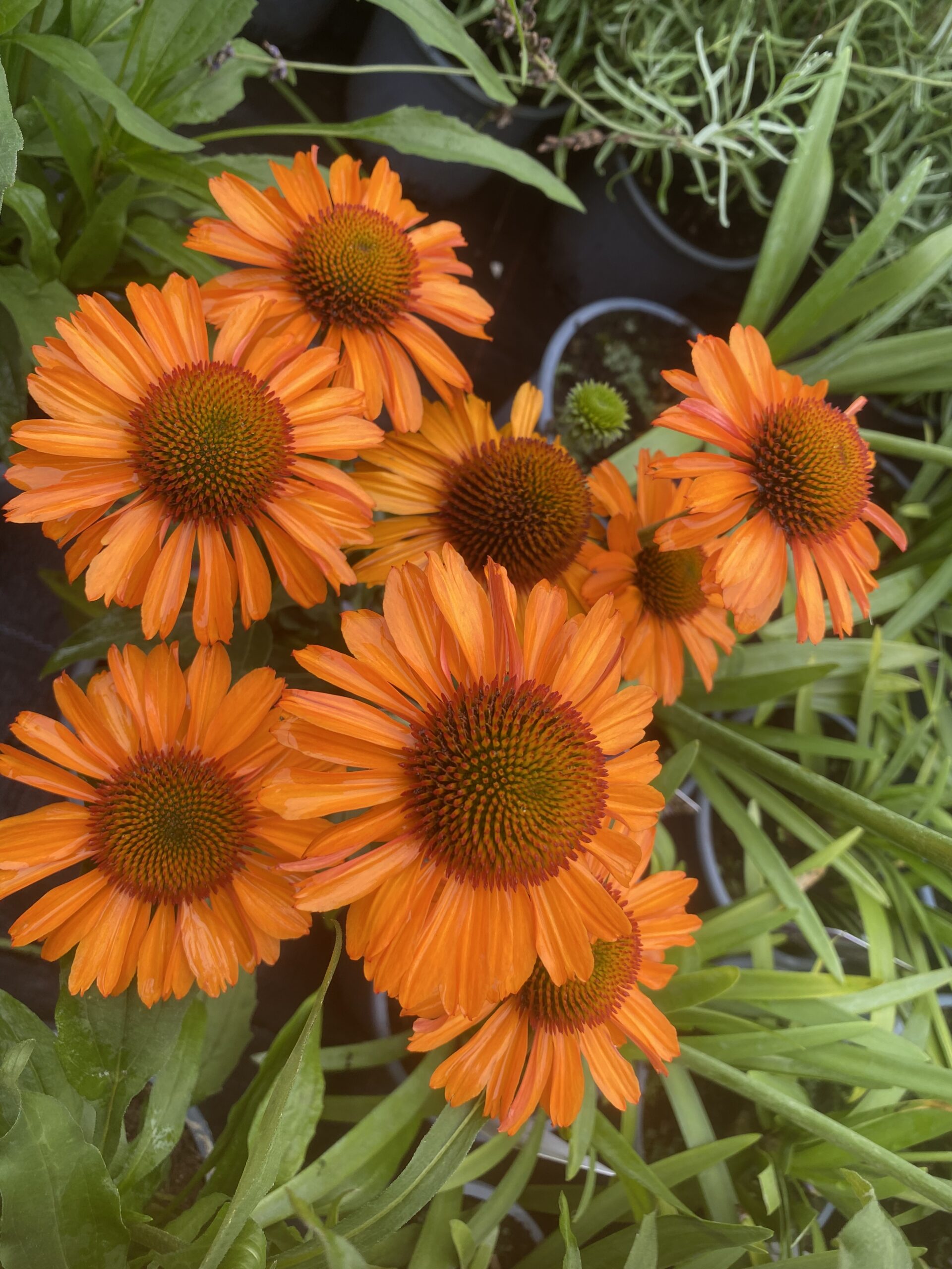 Echinacea - zonnehoed in 5-10 kleuren - Afbeelding 12