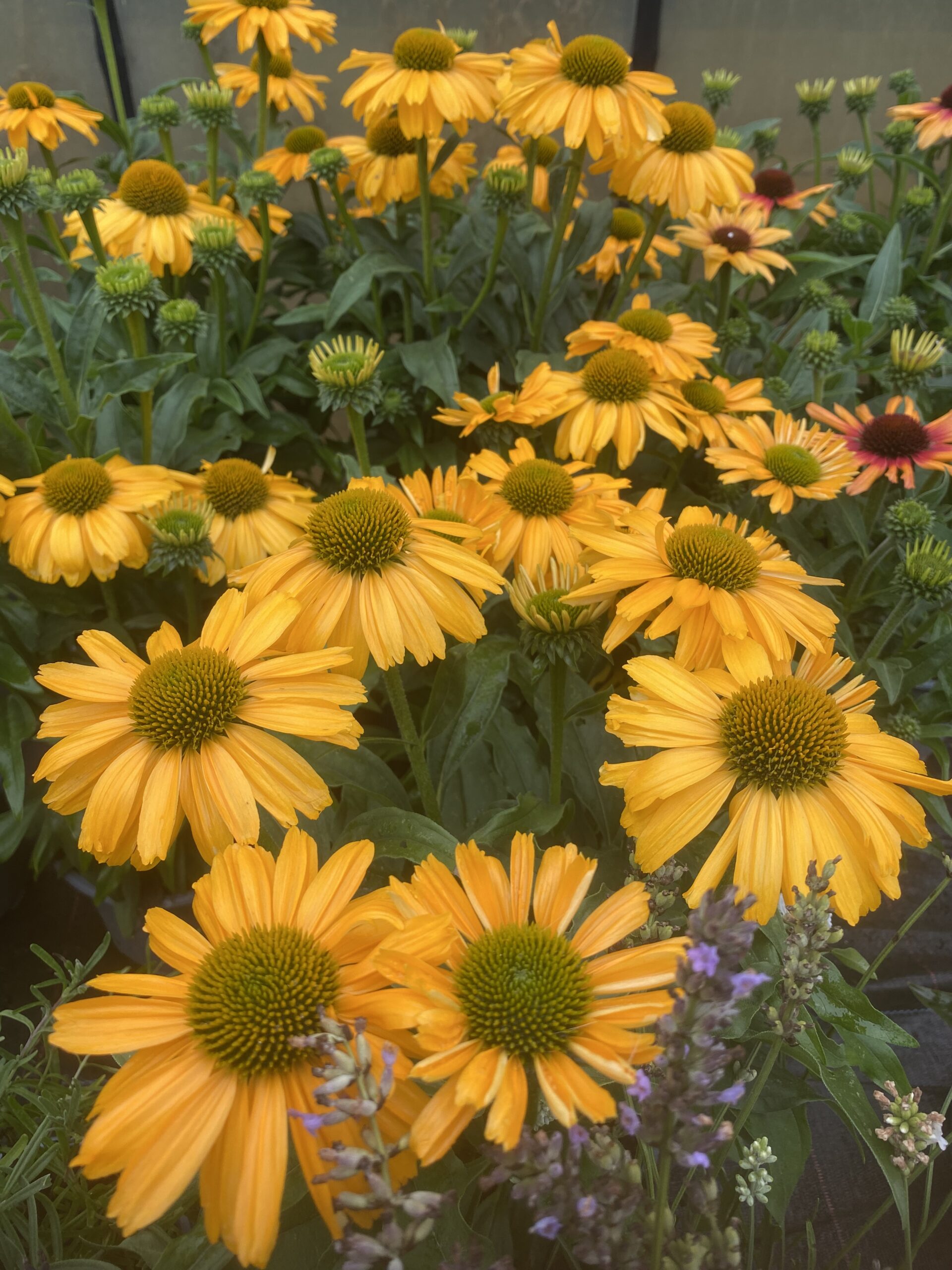 Echinacea - zonnehoed in 5-10 kleuren - Afbeelding 11