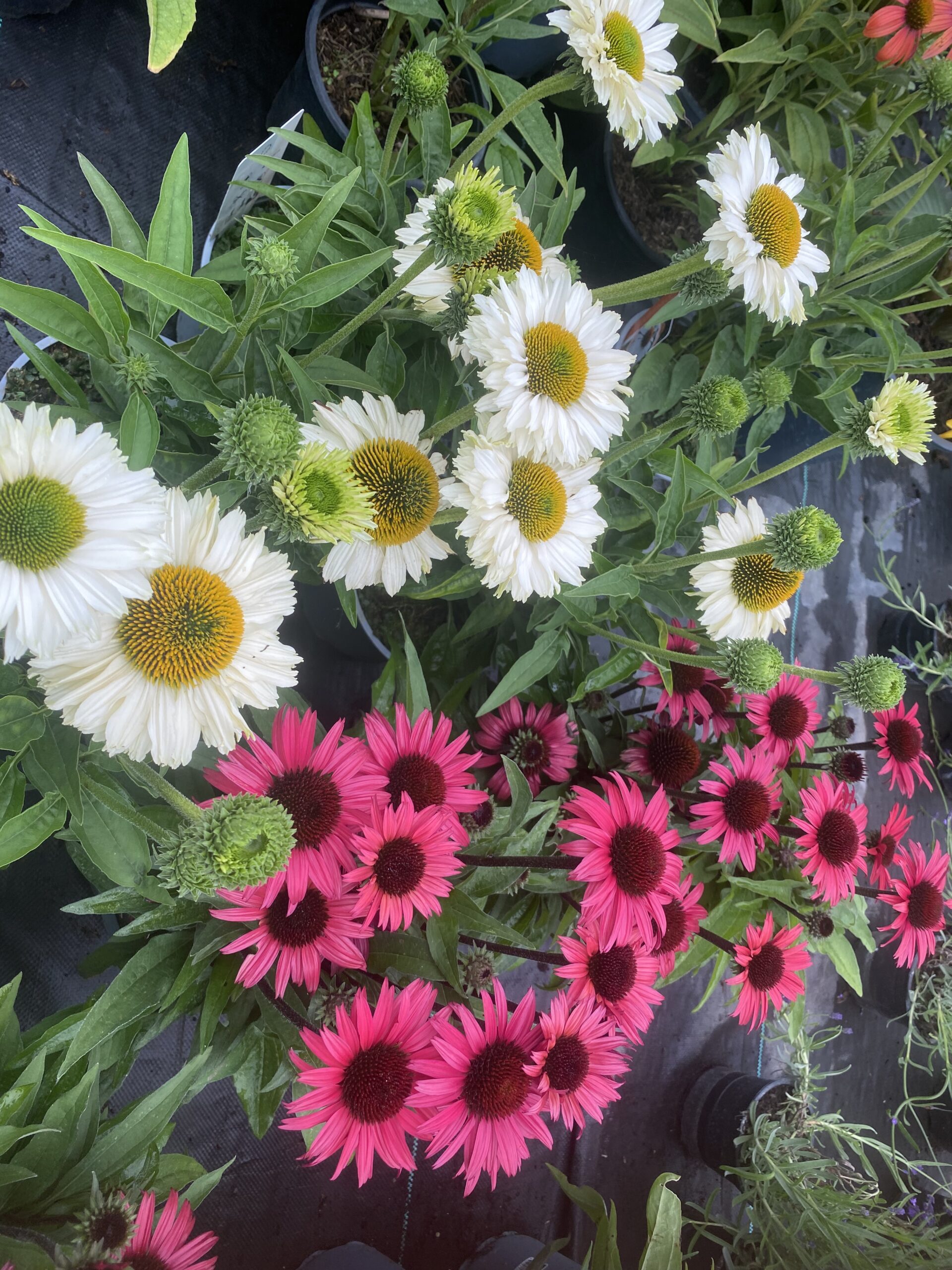 Echinacea - zonnehoed in 5-10 kleuren - Afbeelding 15