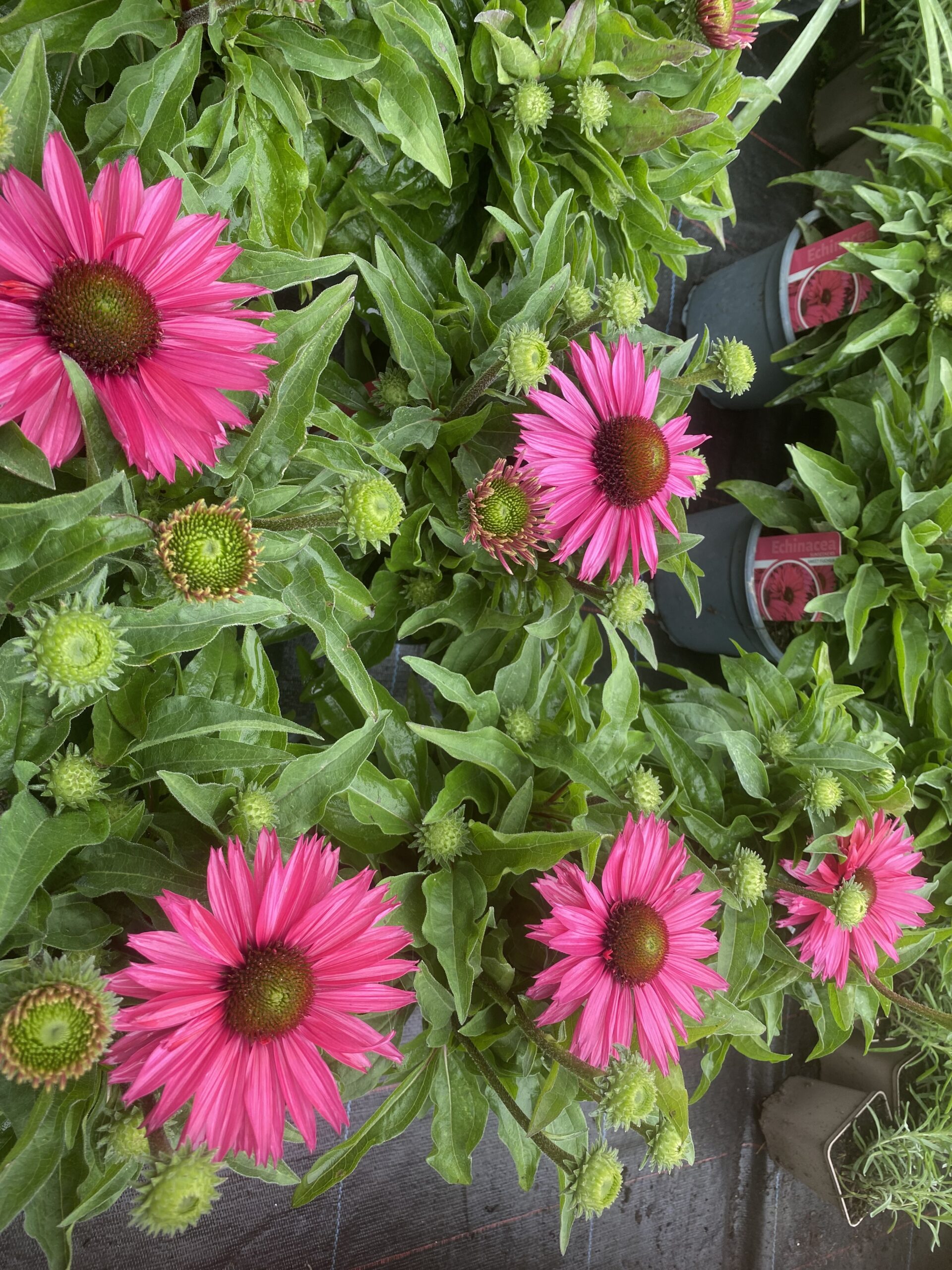 Echinacea - zonnehoed in 5-10 kleuren - Afbeelding 13