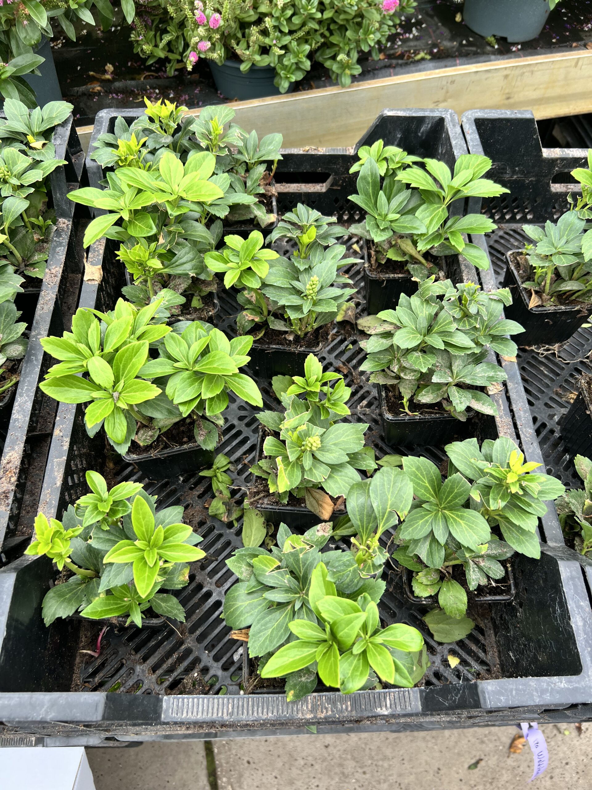 Pachysandra terminalis - dikkemanskruid