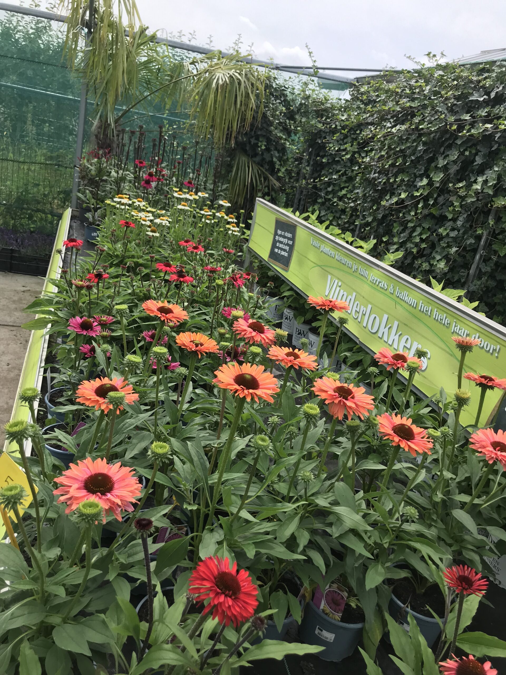 Echinacea - zonnehoed in 5-10 kleuren - Afbeelding 7