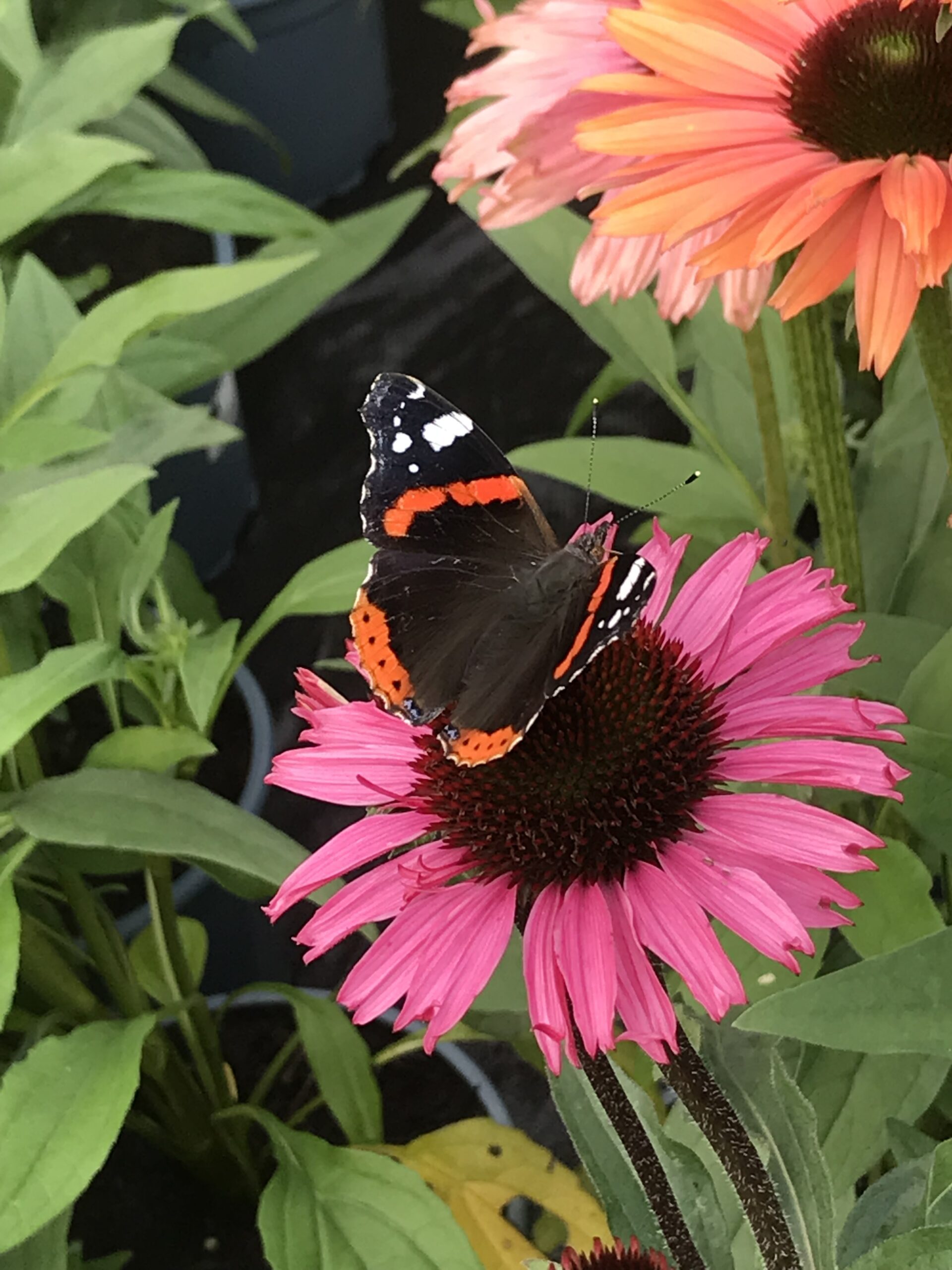 Echinacea - zonnehoed in 5-10 kleuren - Afbeelding 6