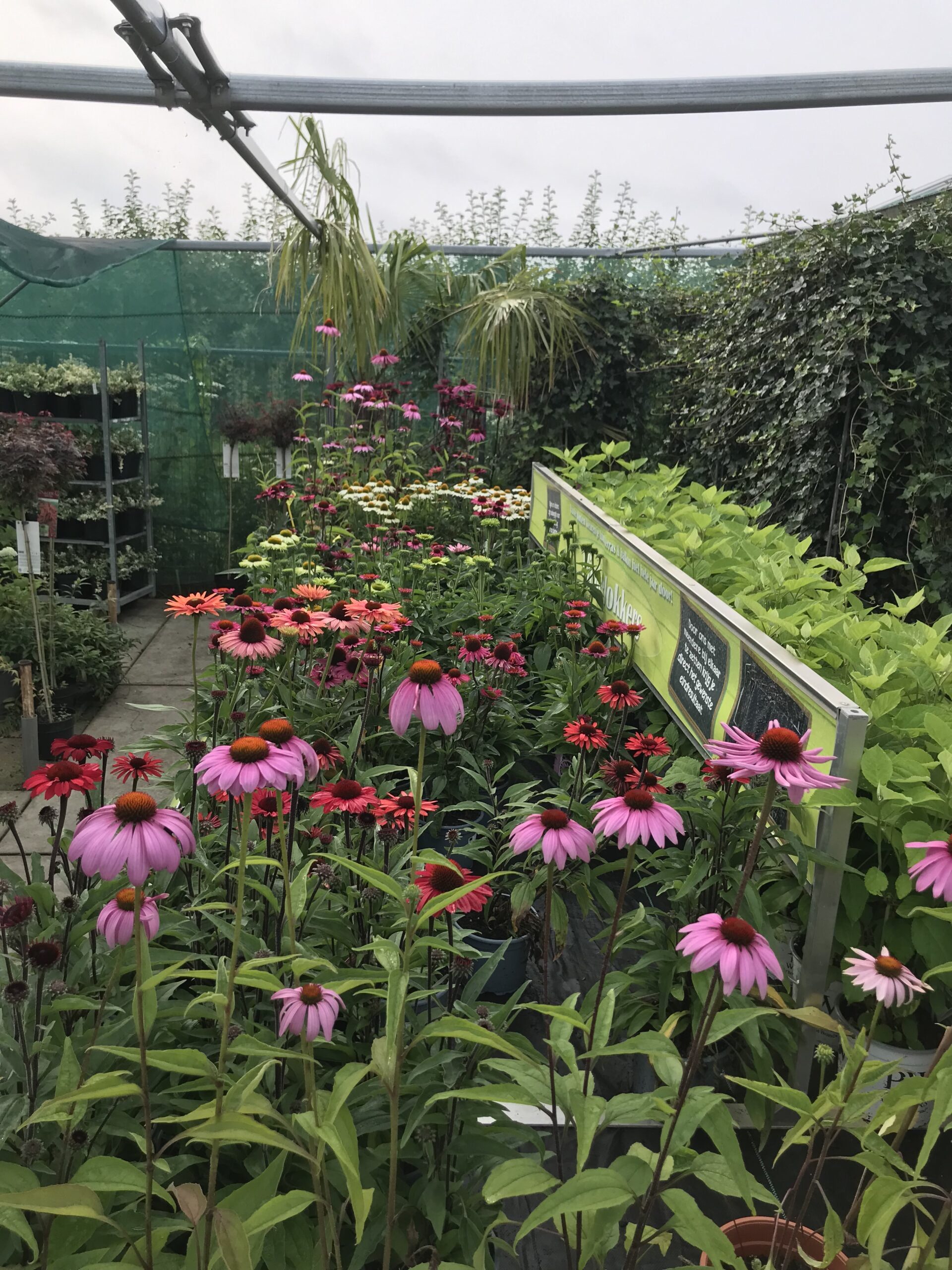 Echinacea - zonnehoed in 5-10 kleuren - Afbeelding 8