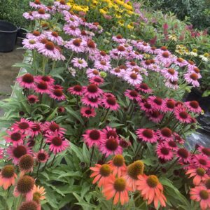 Echinacea zonnehoed in diverse kleuren