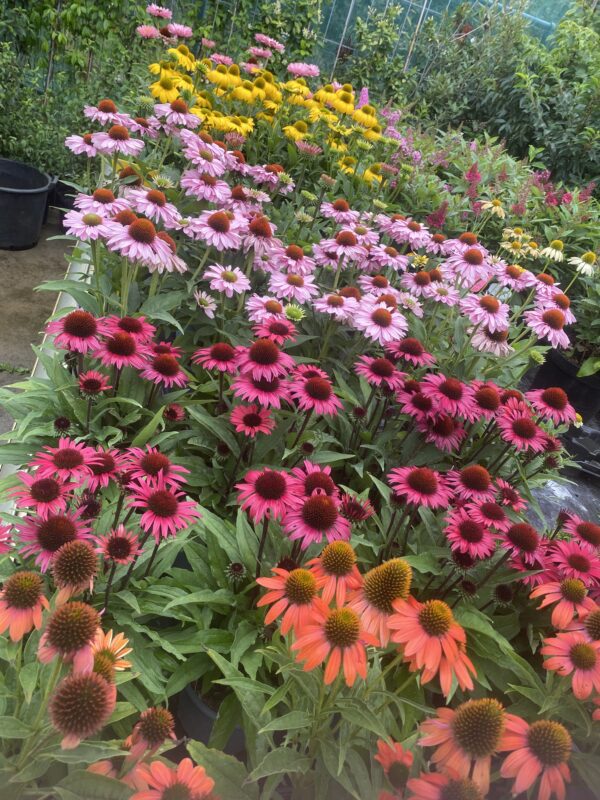 Echinacea zonnehoed in diverse kleuren