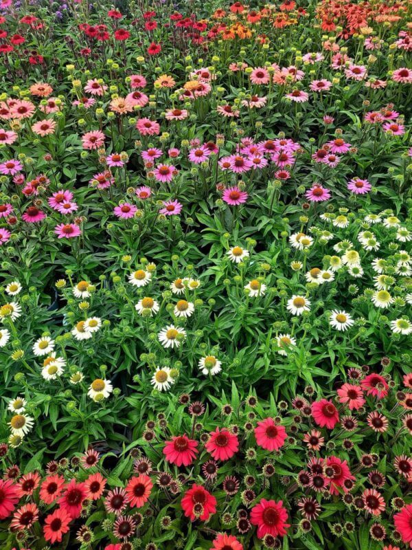 Echinacea zonnehoed in diverse kleuren