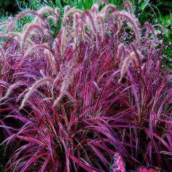 Pennisetum Fireworks een sieraad in u tuin Pennisetum Fireworks een sieraad in u tuin