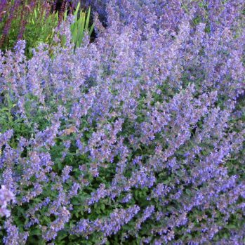 Nepeta faassenii six hills Giant is langbloeiende en geurende plant Nepeta faassenii six hills Giant is langbloeiende en geurende plant