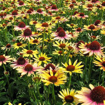 Echinacea "evening Glow" heeft een aparte meerkleurige bloeiwijze Echinacea "evening Glow" heeft een aparte meerkleurige bloeiwijze