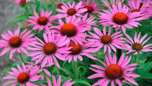 Echinacea "Fatal Atraction" een van de populairste zonnehoeden, ook goede snijbloem.