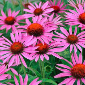 Echinacea "Fatal Atraction" een van de populairste zonnehoeden, ook goede snijbloem.