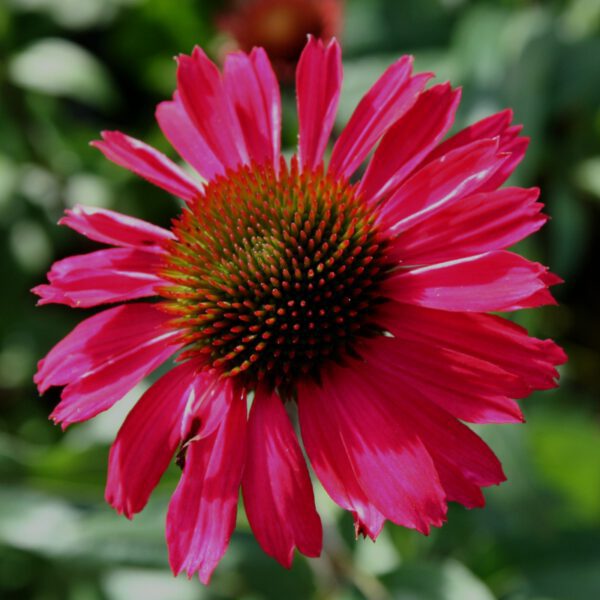 Echinacea "Sensation Pink" - zonnehoed, rode zonnehoed, nieuw