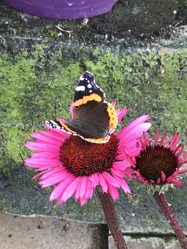 Echinacea Vlinderlokkers