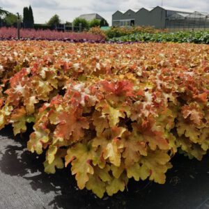 Heuchera marmelade