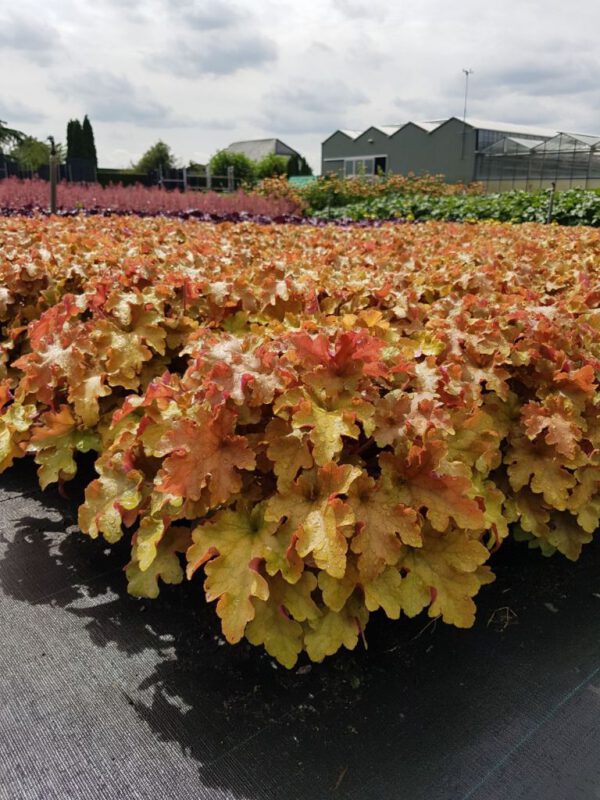 Heuchera marmelade