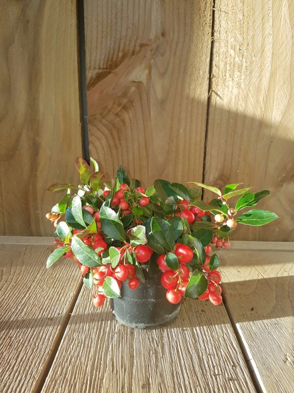 Gaultheria procumbens Oftewel Bergthee, een groenblijvend plantje die overal kan staan,van zon tot schaduw.