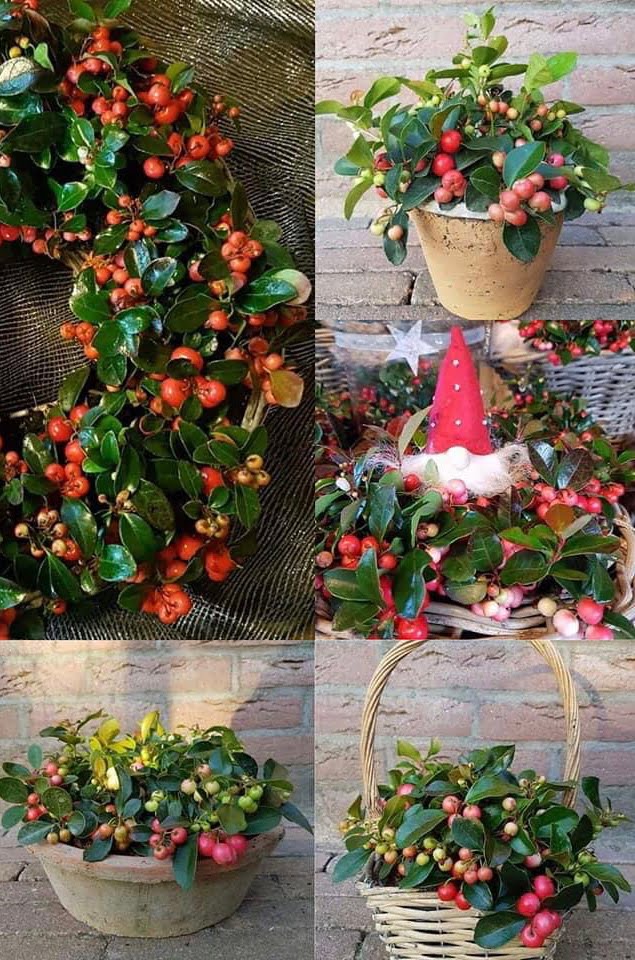 Gaultheria vol met bessen van sept tot febr